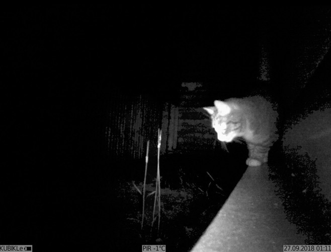 Фотоловушка для охоты и охраны KUBIK K001 2G / Bluetooth Зеленый