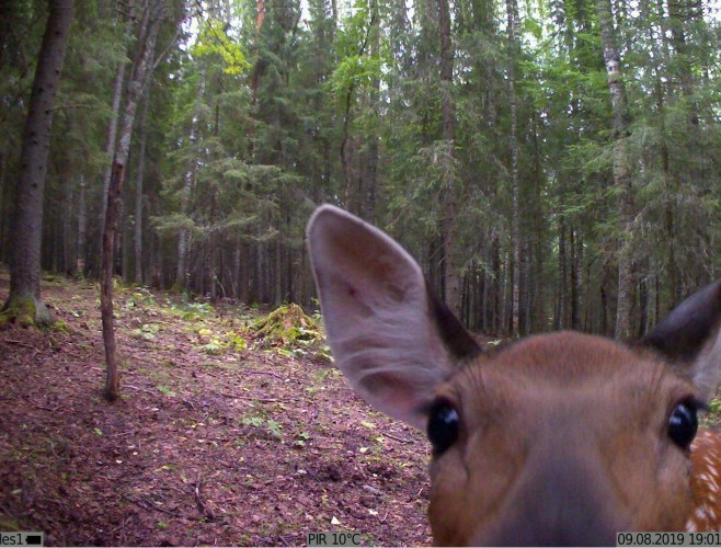 Фотоловушка для охоты и охраны KUBIK K001 2G / Bluetooth Зеленый