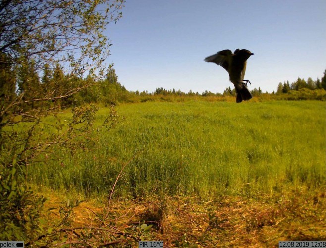 Фотоловушка для охоты и охраны KUBIK K003 2G / Bluetooth Белый