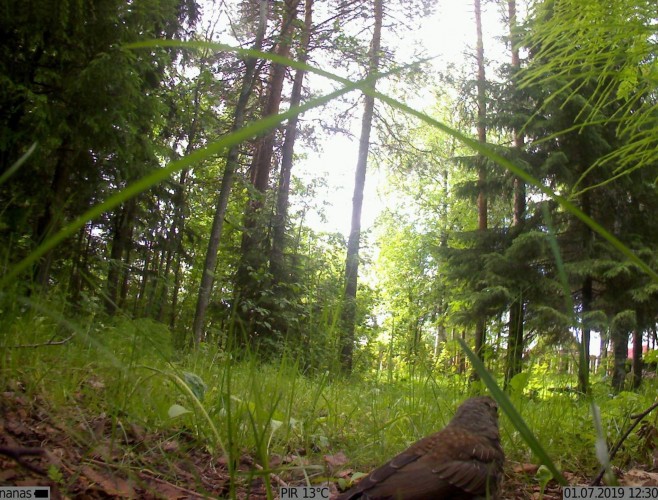 Фотоловушка для охоты и охраны KUBIK K003W 2G / Bluetooth / Wi-Fi Белый