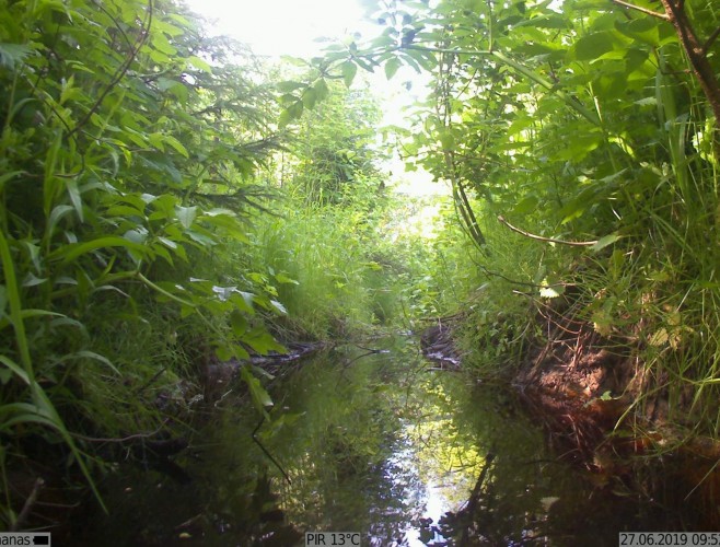 Фотоловушка для охоты и охраны KUBIK K003W 2G / Bluetooth / Wi-Fi Белый